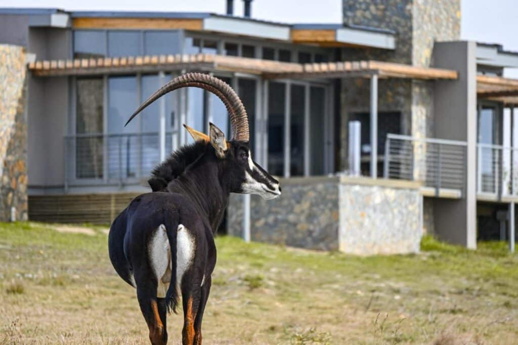 Goats Window Luxury Safari Lodge Executive and Luxe Suites — foto galleria 7