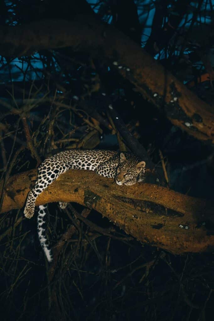 O'Leleshwa Retreat — foto galleria 5