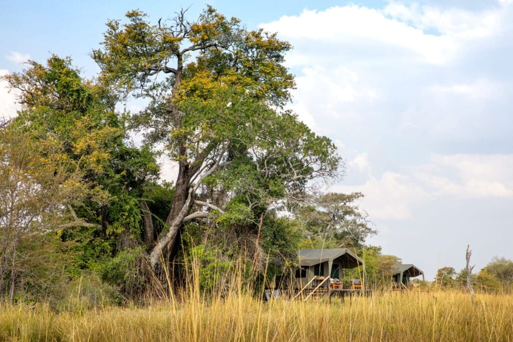 Large tree with yellowing leaves in a dry grass savanna, a camping tent visible on the right under a blue sky with clouds.