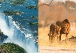 Split image: left panel shows Niagara Falls with cascading water; right panel shows two elephants walking through a dusty savannah grassland.
