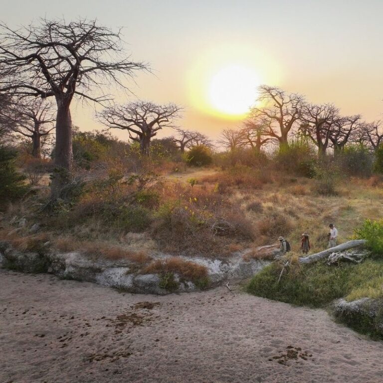 Baobab trees in a dry savanna at sunset, with three people near a fallen log on the right behind some shrubs.
