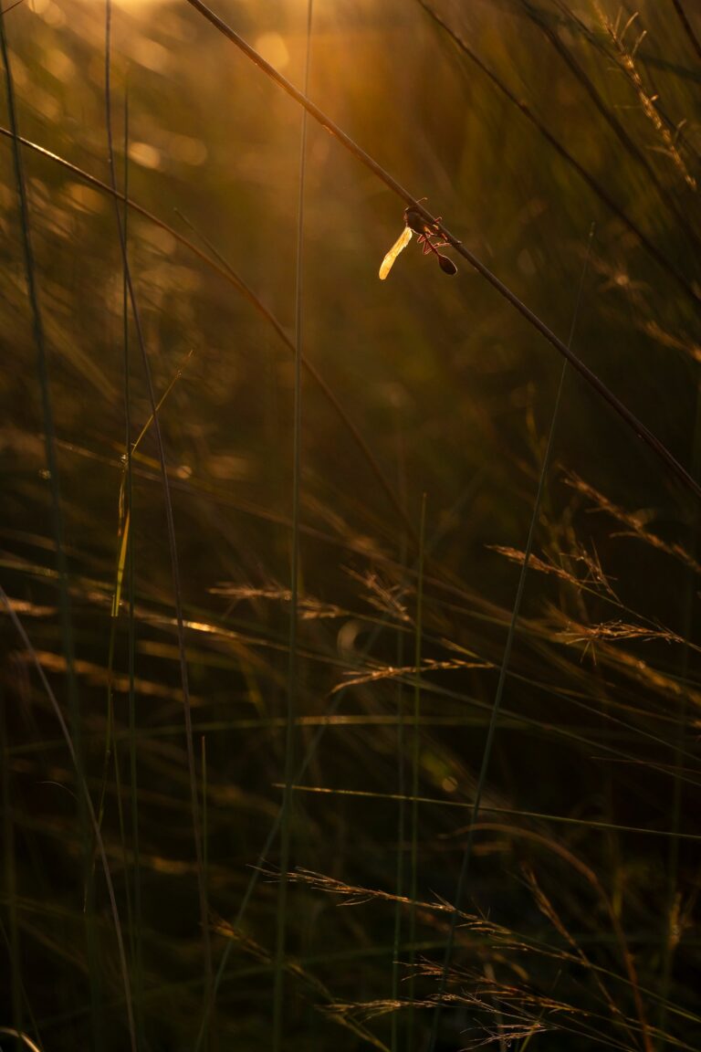 Elela — foto 5