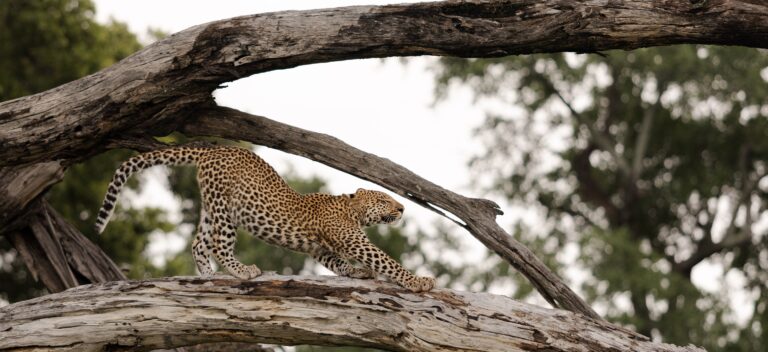 Leopard walking along a large weathered tree branch in a forest setting, mid-stride with a spotted coat.