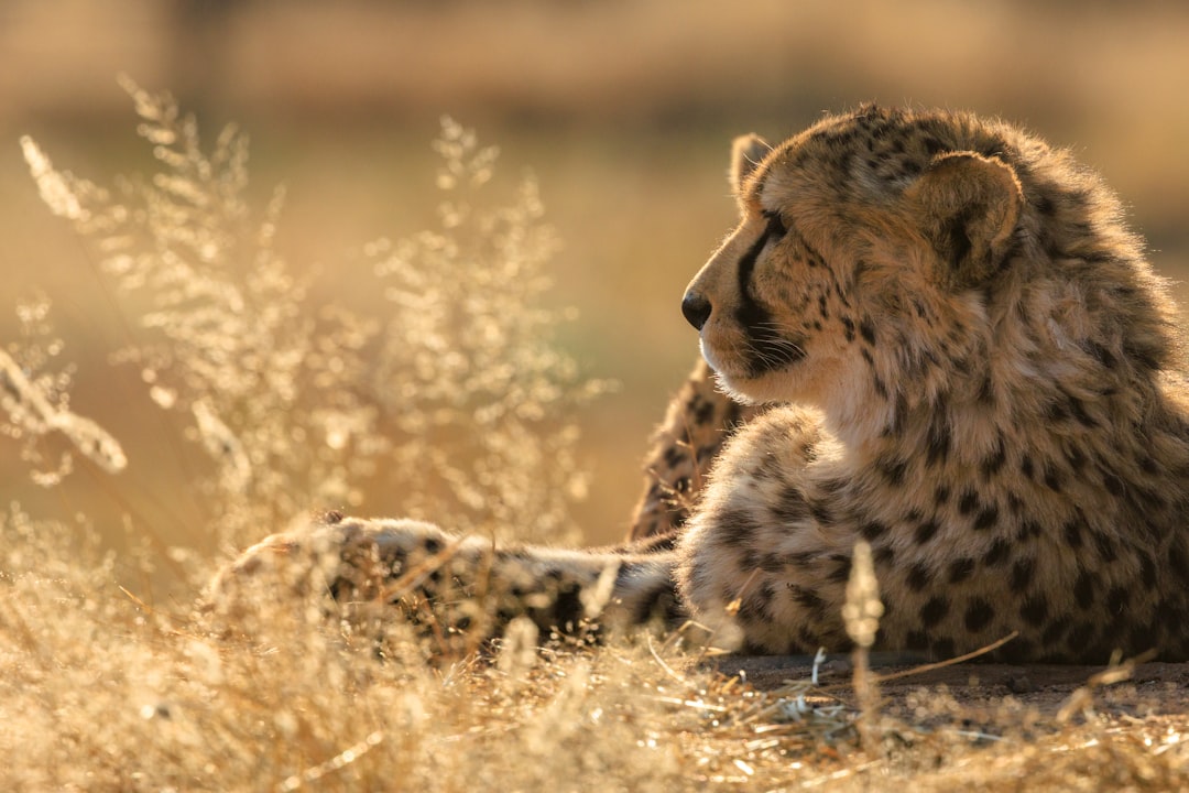 A cheetah rests in dry grass during golden hour.
